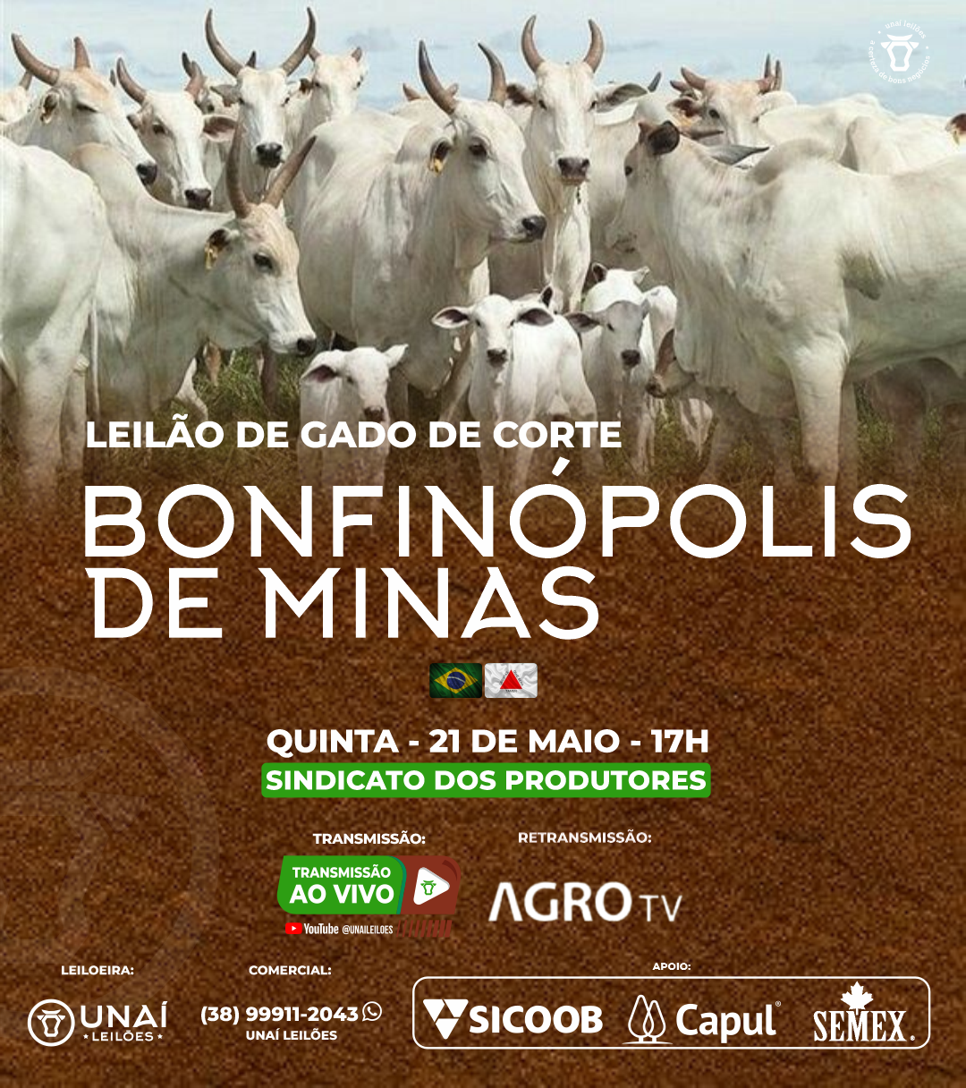 LEIL�O DE GADO DE CORTE DE BONFIN�POLIS DE MINAS-MG
