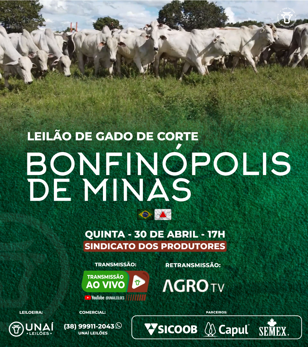 LEIL�O DE GADO DE CORTE DE BONFIN�POLIS DE MINAS-MG
