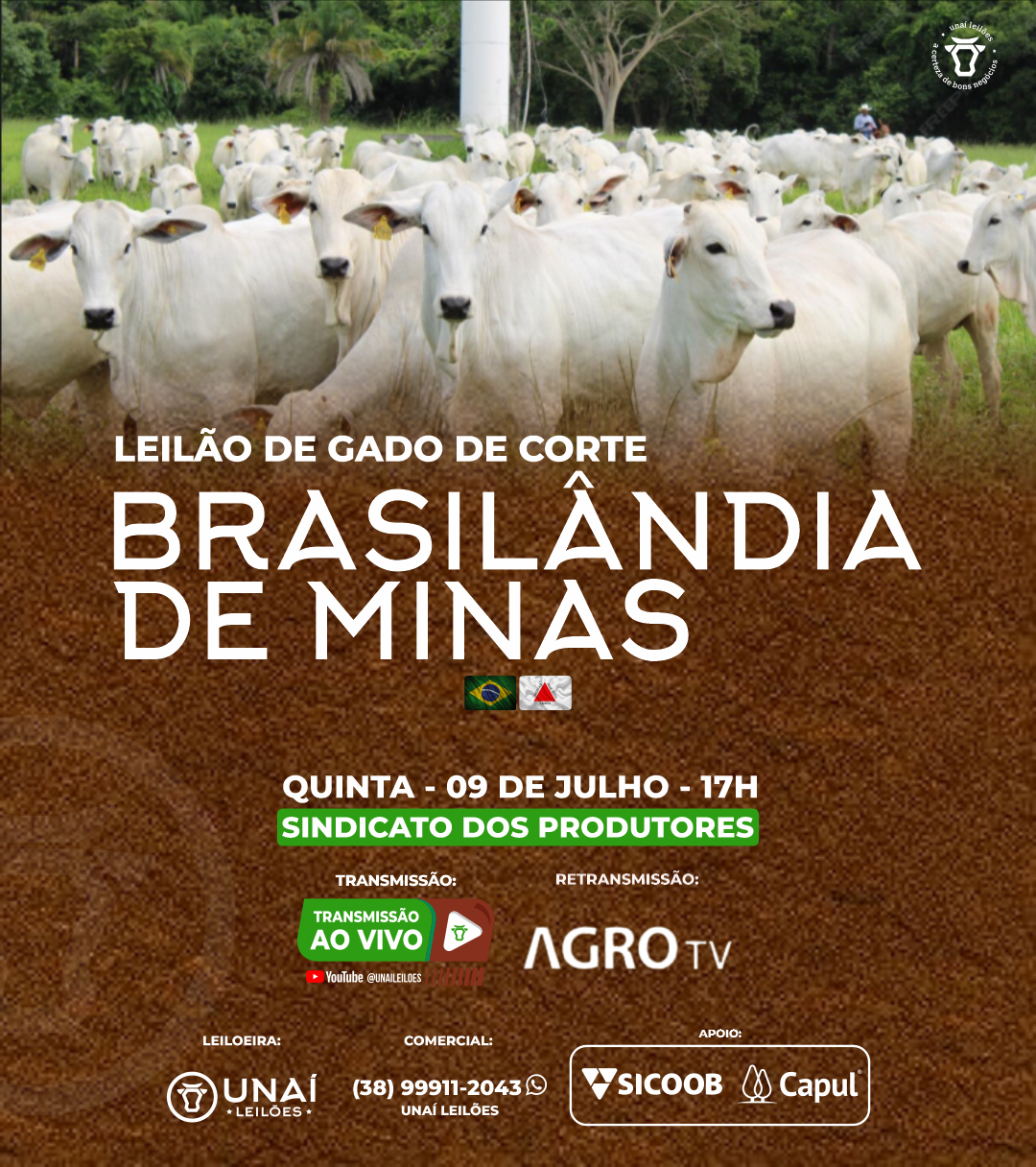 LEIL�O DE GADO DE CORTE DE BRASIL�NDIA DE MINAS-MG