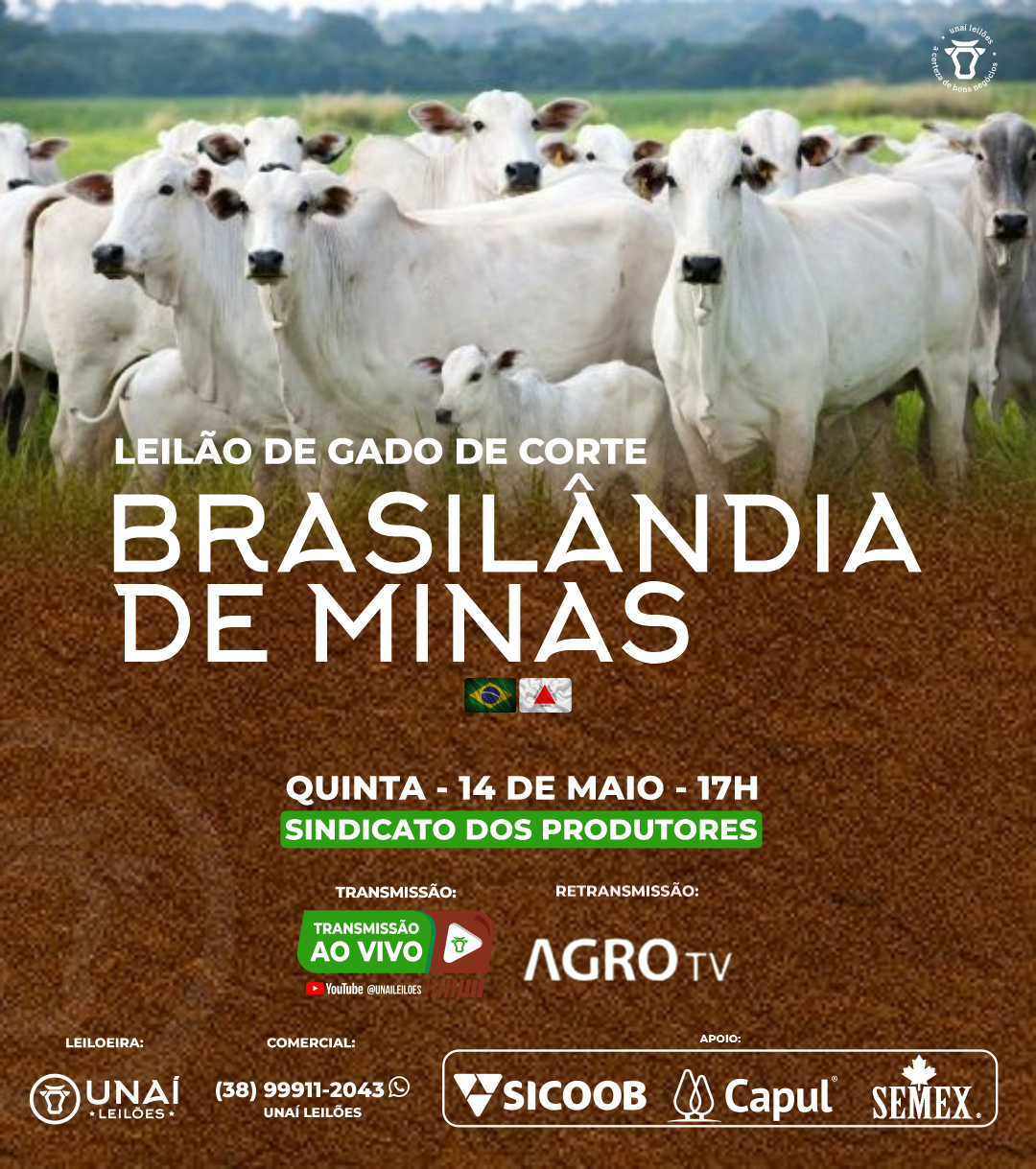 LEIL�O DE GADO DE CORTE DE BRASIL�NDIA DE MINAS-MG