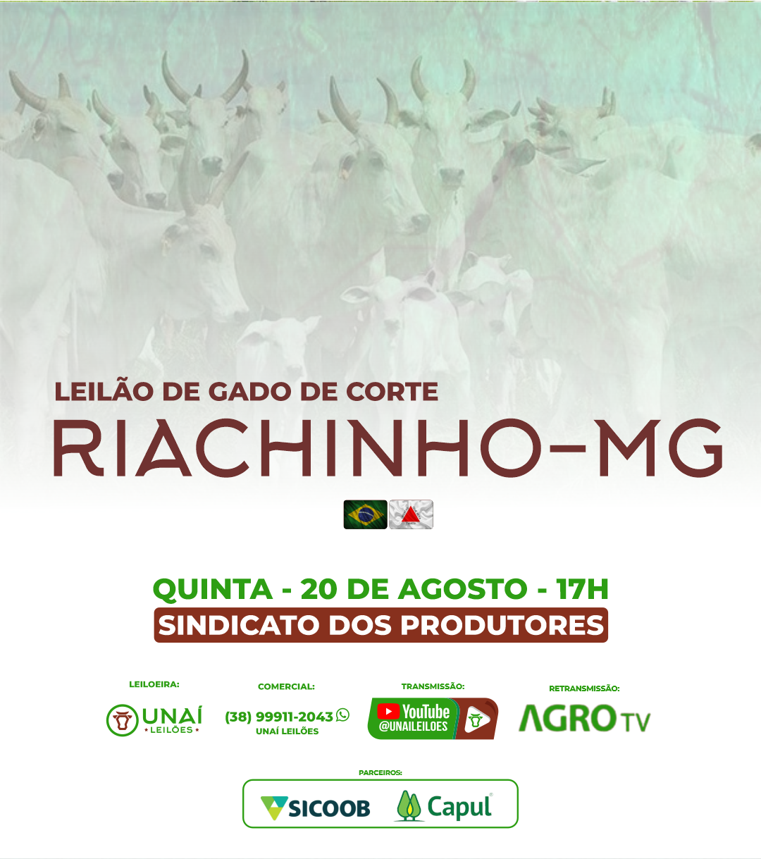 LEIL�O DE GADO DE CORTE DE RIACHINHO-MG