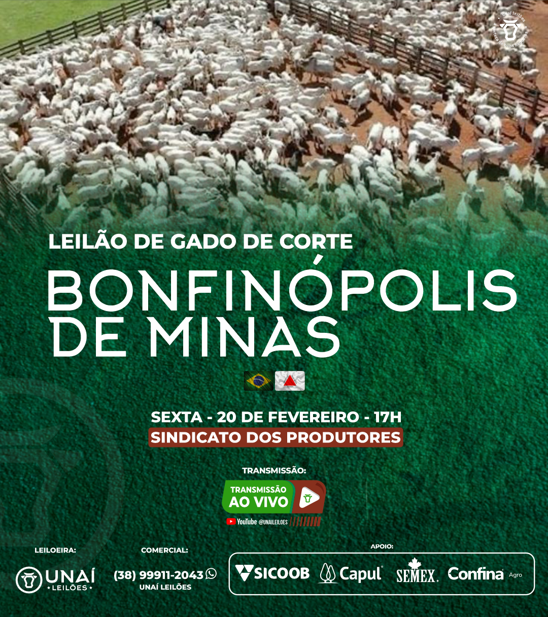 LEIL�O DE GADO DE CORTE DE BONFIN�POLIS DE MINAS-MG