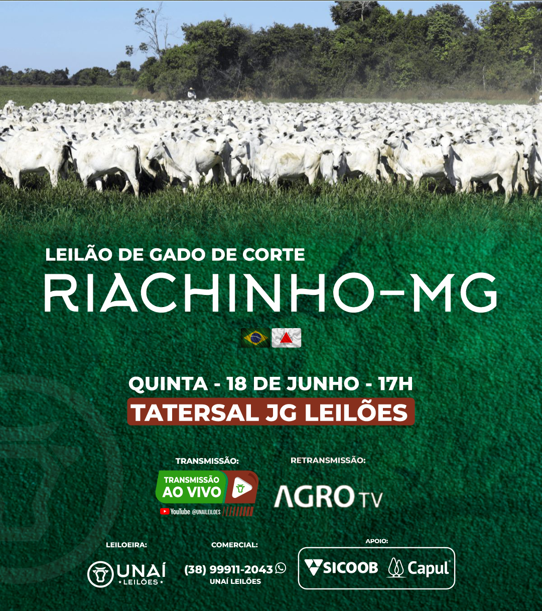 LEIL�O DE GADO DE CORTE DE RIACHINHO-MG