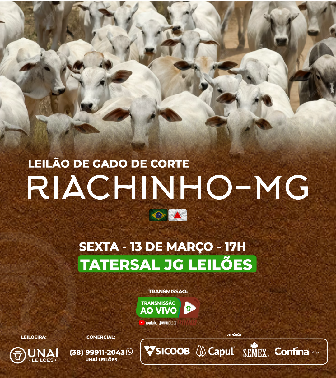 LEIL�O DE GADO DE CORTE DE RIACHINHO-MG
